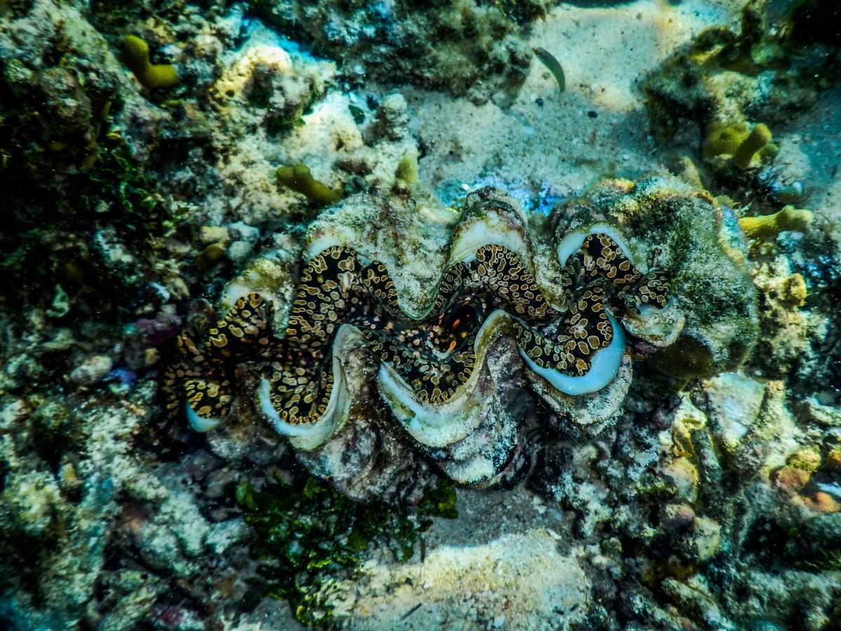 Vaimoana Seaside Lodge Savai'i Island Zewnętrze zdjęcie